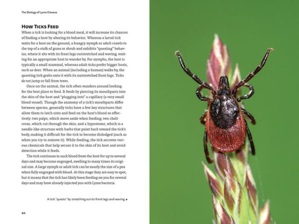 Lyme Disease, Ticks and You: A Guide to Navigating Tick Bites, Lyme Disease and Other Tick-Borne Infections