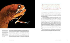Alternative view 21 of Creatures of the Deep: In Search of the Sea's Monsters and the World They Live In