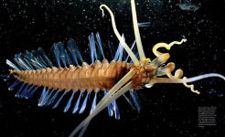 Alternative view 9 of Creatures of the Deep: In Search of the Sea's Monsters and the World They Live In