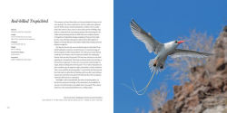 Alternative view 11 of 100 Flying Birds: Photographing the Mechanics of Flight