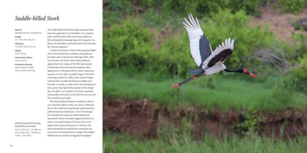 100 Flying Birds: Photographing the Mechanics of Flight