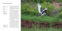 Alternative view 12 of 100 Flying Birds: Photographing the Mechanics of Flight