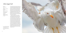 Alternative view 13 of 100 Flying Birds: Photographing the Mechanics of Flight