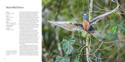 Alternative view 14 of 100 Flying Birds: Photographing the Mechanics of Flight