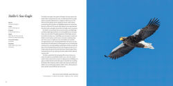 Alternative view 15 of 100 Flying Birds: Photographing the Mechanics of Flight