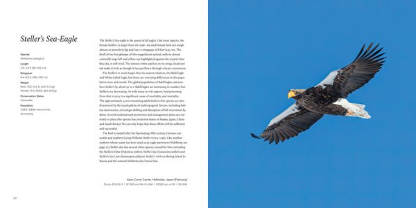 100 Flying Birds: Photographing the Mechanics of Flight