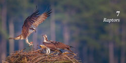 Alternative view 16 of 100 Flying Birds: Photographing the Mechanics of Flight