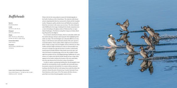 100 Flying Birds: Photographing the Mechanics of Flight