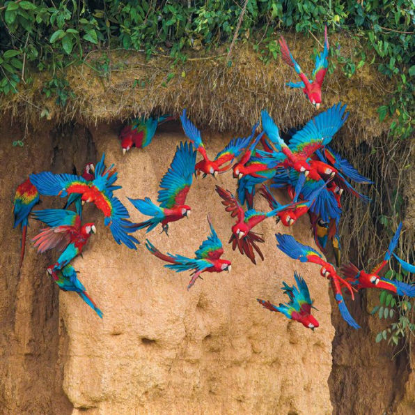 100 Flying Birds: Photographing the Mechanics of Flight