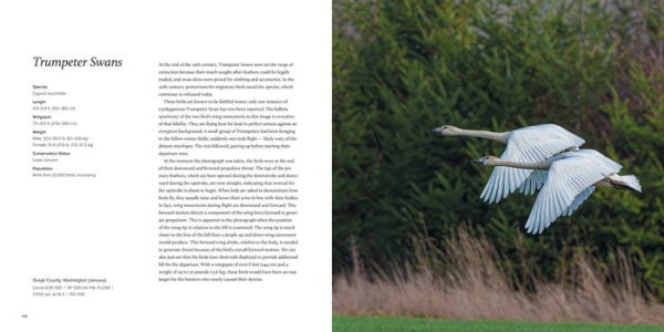 100 Flying Birds: Photographing the Mechanics of Flight