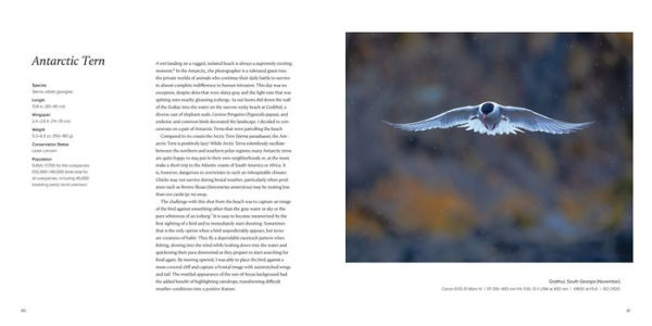 100 Flying Birds: Photographing the Mechanics of Flight