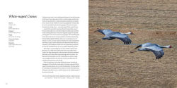 Alternative view 23 of 100 Flying Birds: Photographing the Mechanics of Flight