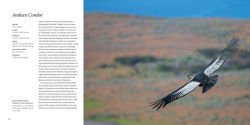 Alternative view 24 of 100 Flying Birds: Photographing the Mechanics of Flight