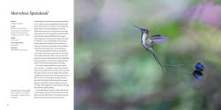 Alternative view 25 of 100 Flying Birds: Photographing the Mechanics of Flight