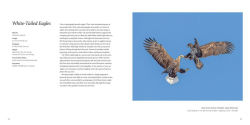 Alternative view 5 of 100 Flying Birds: Photographing the Mechanics of Flight