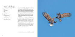 Alternative view 6 of 100 Flying Birds: Photographing the Mechanics of Flight