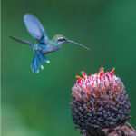 Alternative view 8 of 100 Flying Birds: Photographing the Mechanics of Flight