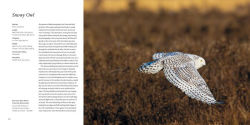 Alternative view 9 of 100 Flying Birds: Photographing the Mechanics of Flight