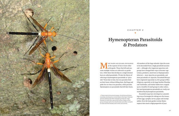 Hymenoptera: The Natural History and Diversity of Wasps, Bees and Ants