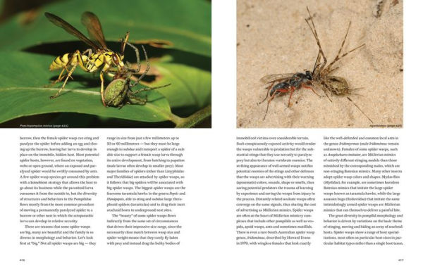 Hymenoptera: The Natural History and Diversity of Wasps, Bees and Ants