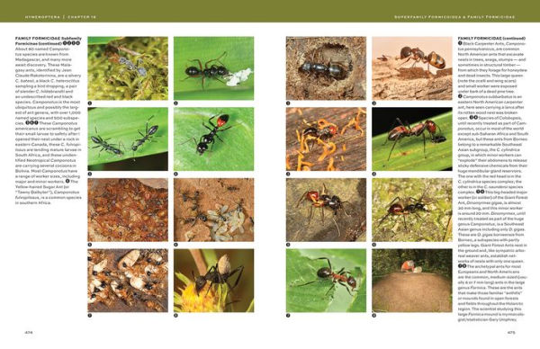 Hymenoptera: The Natural History and Diversity of Wasps, Bees and Ants