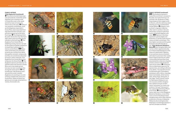 Hymenoptera: The Natural History and Diversity of Wasps, Bees and Ants