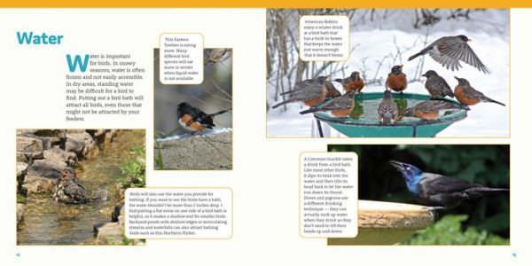 How to Feed Backyard Birds: A Step-by-Step Guide for Kids