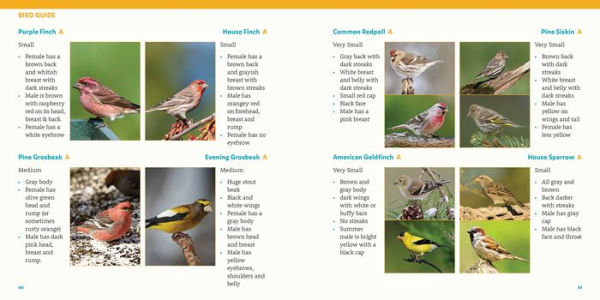 How to Feed Backyard Birds: A Step-by-Step Guide for Kids