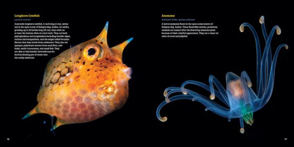 Planktonia: The Nightly Migration of the Ocean's Smallest Creatures