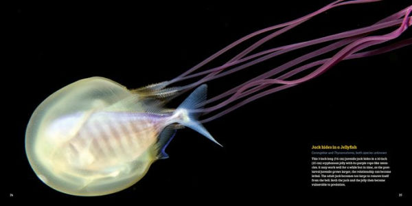 Planktonia: The Nightly Migration of the Ocean's Smallest Creatures