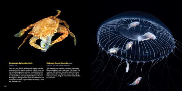 Planktonia: The Nightly Migration of the Ocean's Smallest Creatures