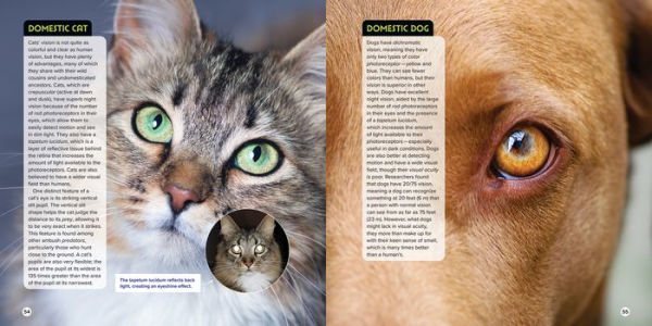 Animal Eyes: How Creatures See and Their Eyes Have Adapted to World
