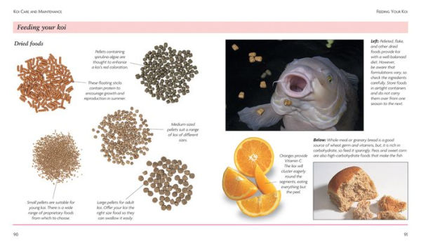 Mini Encyclopedia Keeping Koi: Comprehensive Coverage, from Building a Koi Pond to Choosing Color Varieties