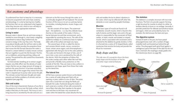 Mini Encyclopedia Keeping Koi: Comprehensive Coverage, from Building a Koi Pond to Choosing Color Varieties