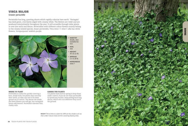 Tough Plants for Tough Places: Invincible Plants for Every Situation