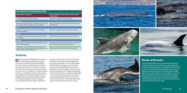 Encyclopedia of Whales, Dolphins and Porpoises