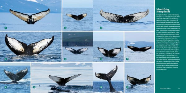 Encyclopedia of Whales, Dolphins and Porpoises