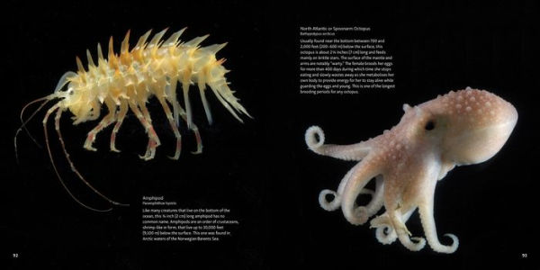 Strange Sea Creatures