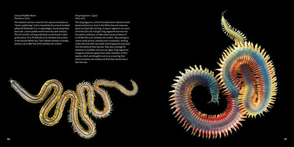 Strange Sea Creatures