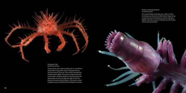 Strange Sea Creatures