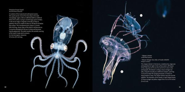 Strange Sea Creatures