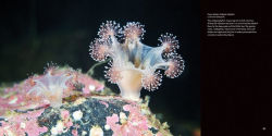 Alternative view 5 of Strange Sea Creatures