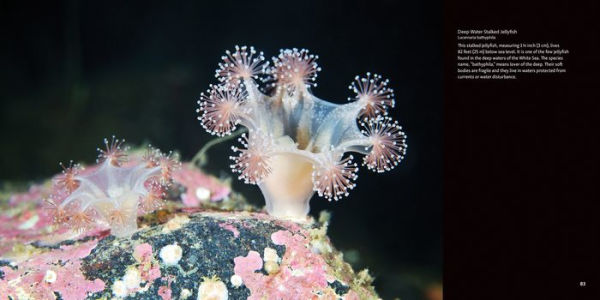 Strange Sea Creatures