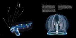 Alternative view 9 of Strange Sea Creatures