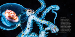 Alternative view 10 of Strange Sea Creatures