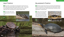 Alternative view 3 of Observing Nature by Canoe and Kayak