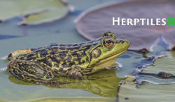 Alternative view 4 of Observing Nature by Canoe and Kayak