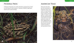 Alternative view 5 of Observing Nature by Canoe and Kayak