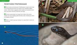 Alternative view 6 of Observing Nature by Canoe and Kayak