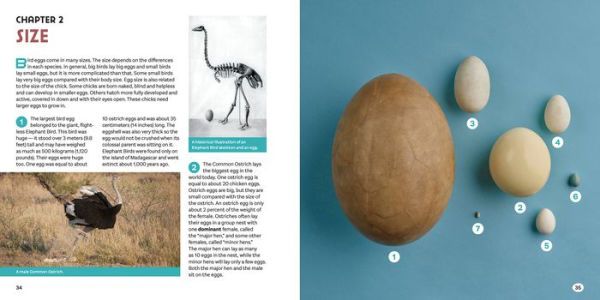 Bird Eggs: A Young Naturalist's Guide